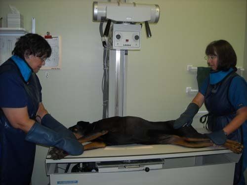 Veterinarian | Menomonie, WI | Brakken Veterinary Clinic Inc. | 715-235-8404