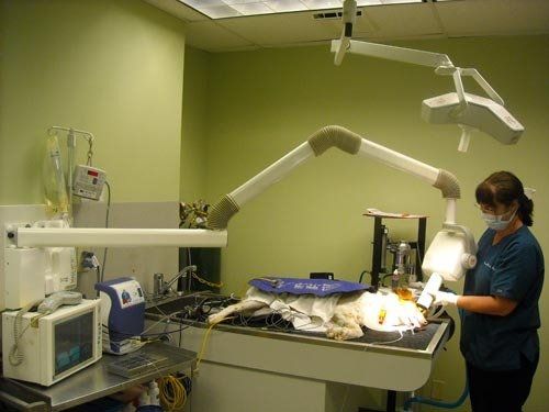 FAQ | Menomonie, WI | Brakken Veterinary Clinic Inc. | 715-235-8404
