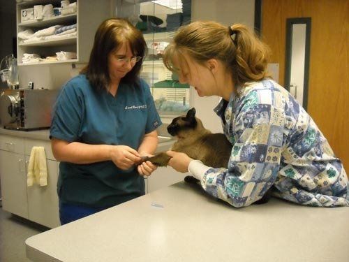 Internal Veterinary Medicine | Menomonie, WI | Brakken Veterinary Clinic Inc. | 715-235-8404