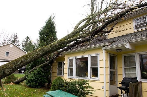 Large tree fallen onto a yellow house's roof; green lawn, overcast day.