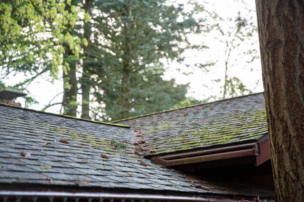 A mossy, weathered shingle roof with a dark gutter. Trees are in the background, to the left and above.