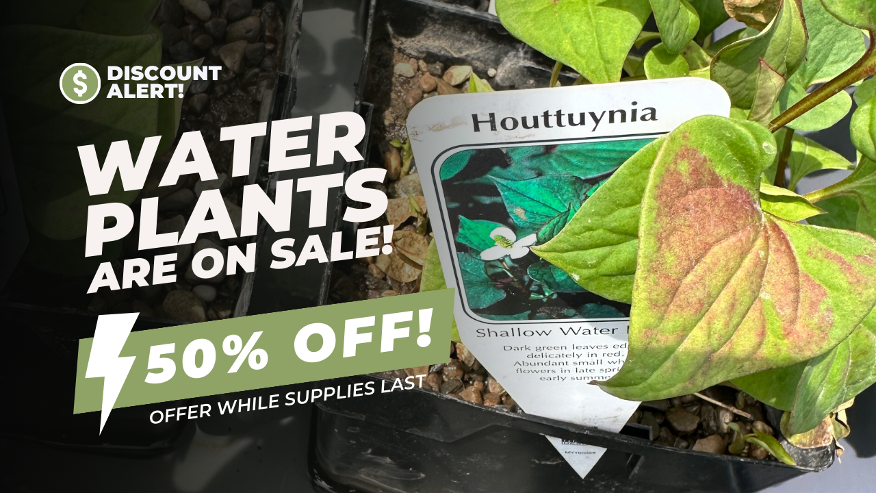 Picture of lots of plants in stock