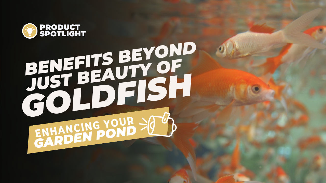 Product Spotlight on Goldfish