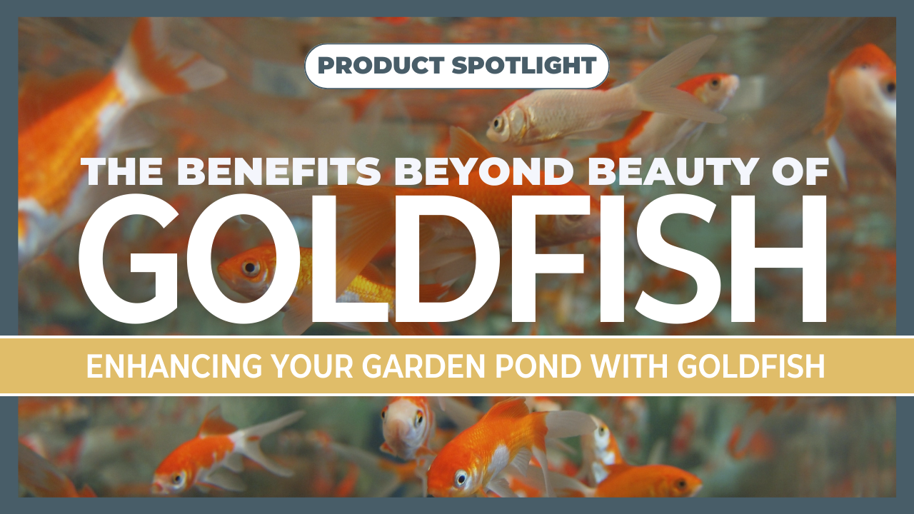 Product Spotlight on Goldfish