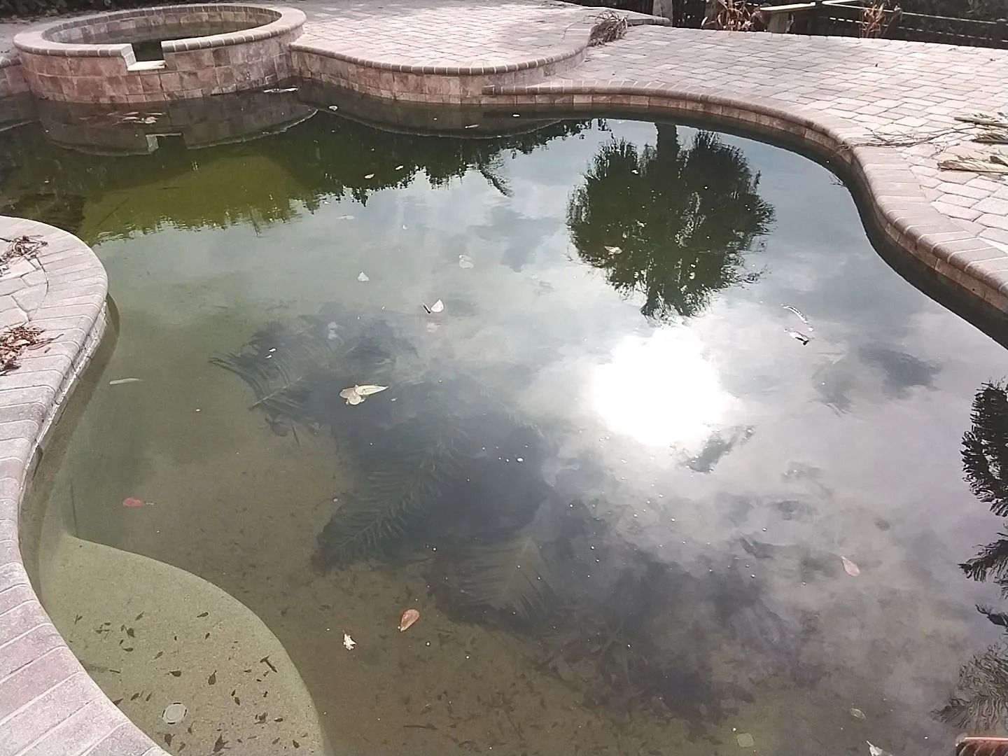 Overgrown outdoor pool with green water and brick edging; sunlight reflects in the water.