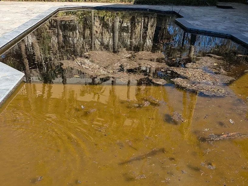 Muddy reflecting pool, with the blurry reflection of trees and a concrete border.