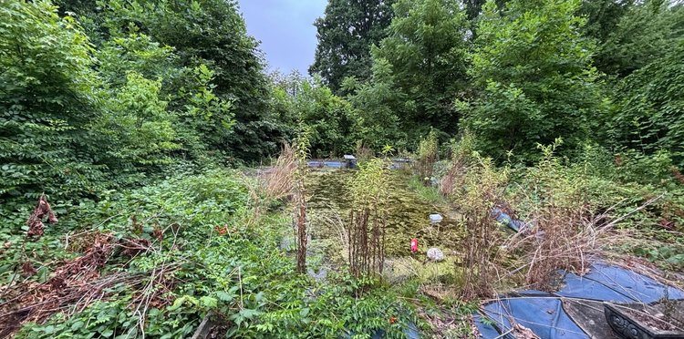 A lush green forest filled with lots of trees and plants.