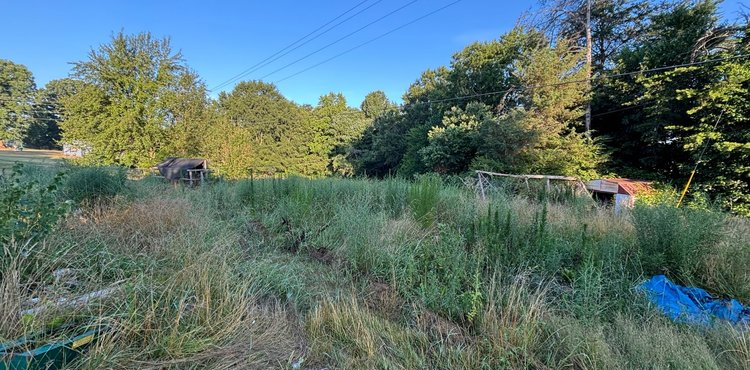 A field filled with tall grass and trees on a sunny day.