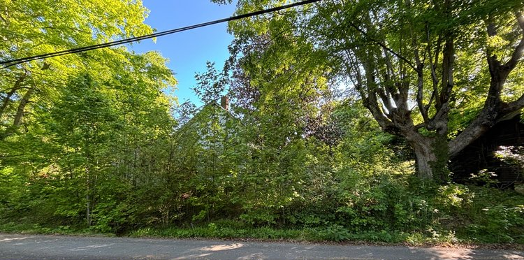 A road surrounded by trees and bushes on a sunny day.