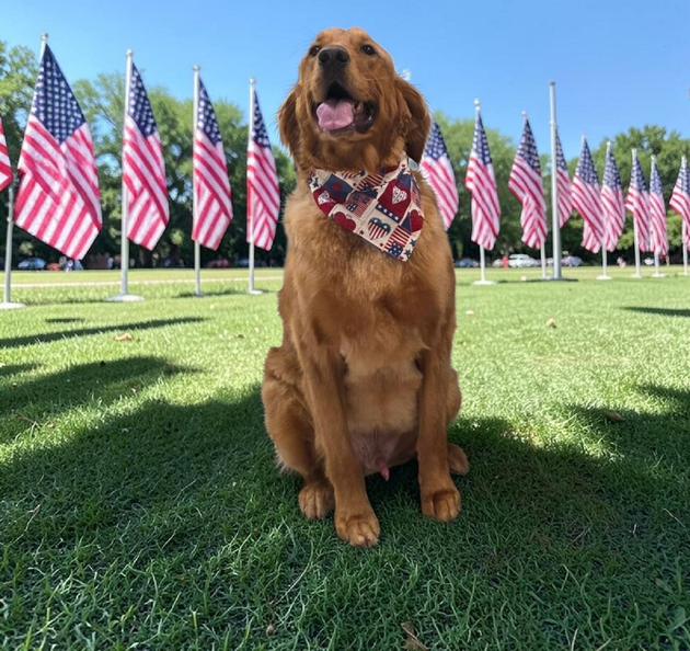 Golden retriever wearing an American flag bandana sits on grass with rows of U.S. flags behind it.