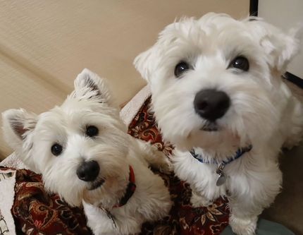 Two white fluffy dogs looking up on a patterned cushion indoors