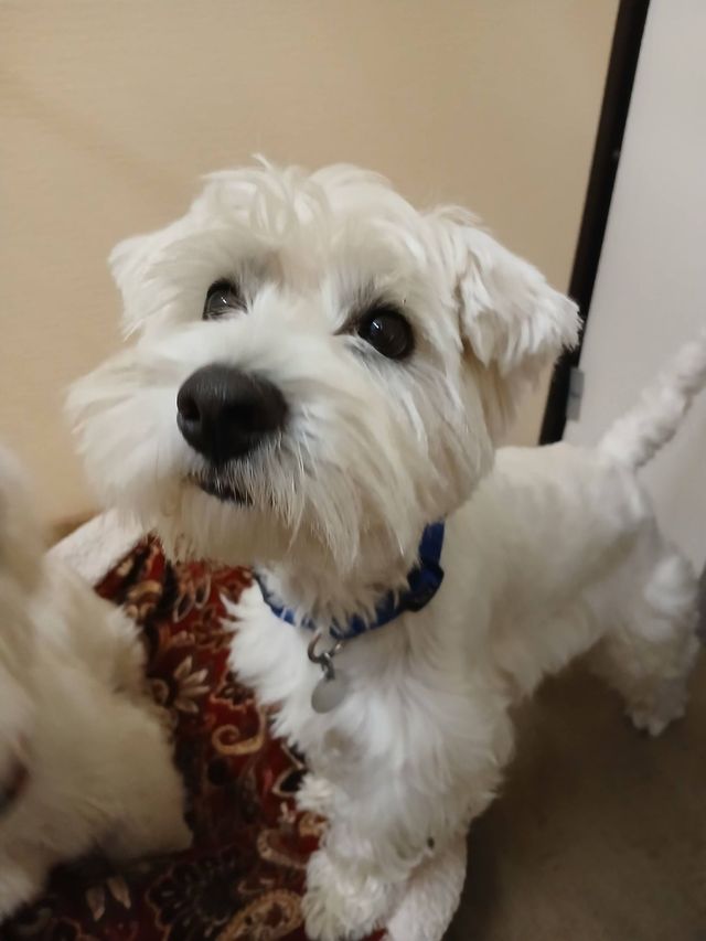 Small white dog wearing a patterned bandana, standing indoors and looking at the camera.