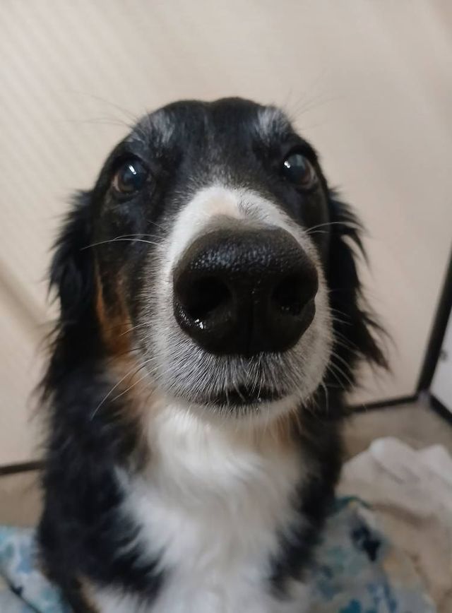 Close-up of a black, white, and tan dog looking at the camera, nose in the foreground.