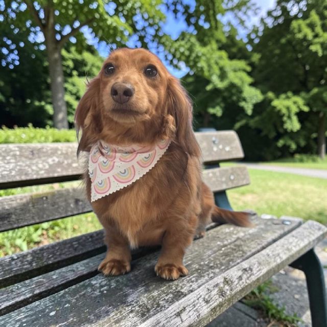 Long-haired dachshund wearing a patterned bandana sits on a weathered bench in a sunny park.