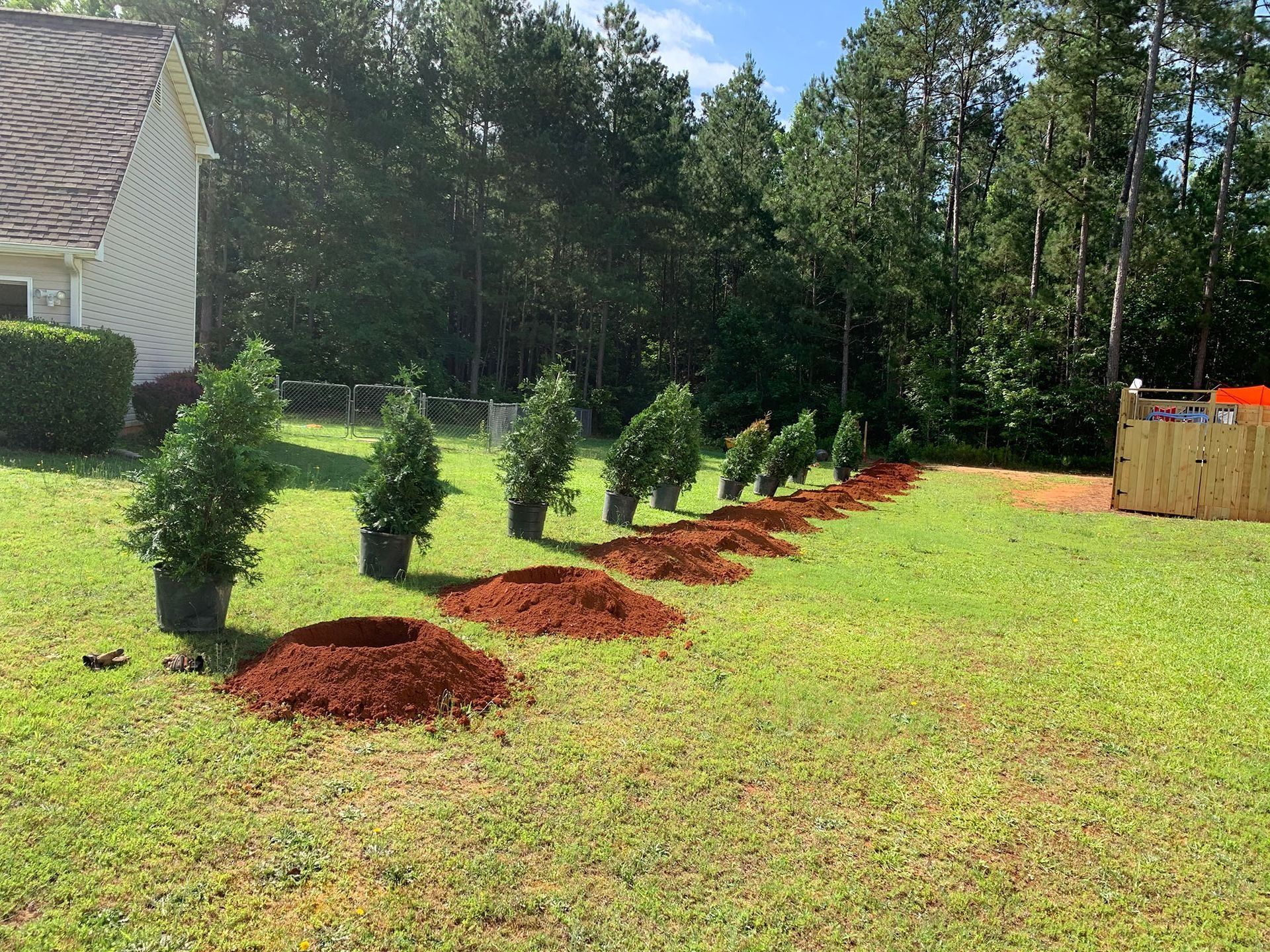 Row of young trees in pots beside freshly dug planting holes in a grassy yard.