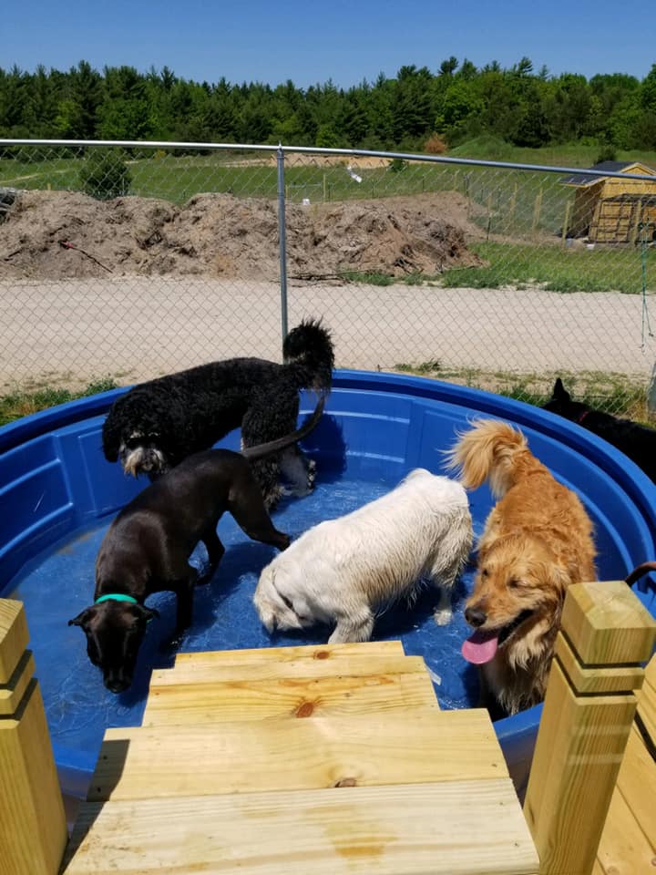 dog daycare