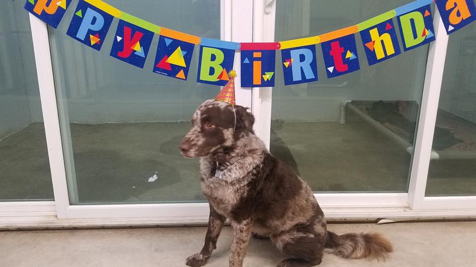 dog birthday celebration