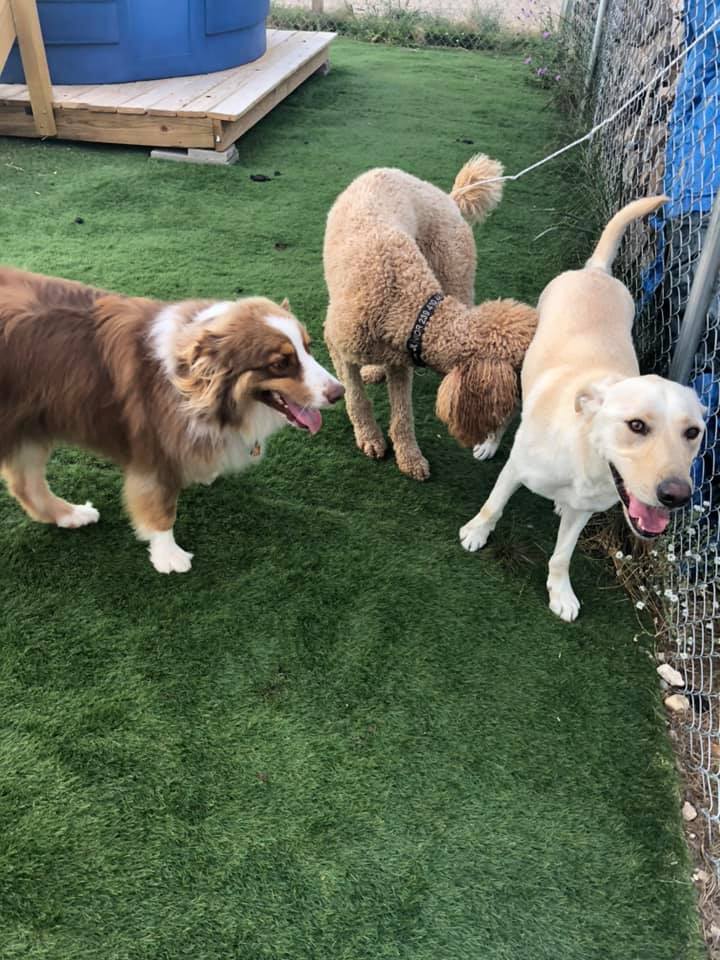 dog daycare