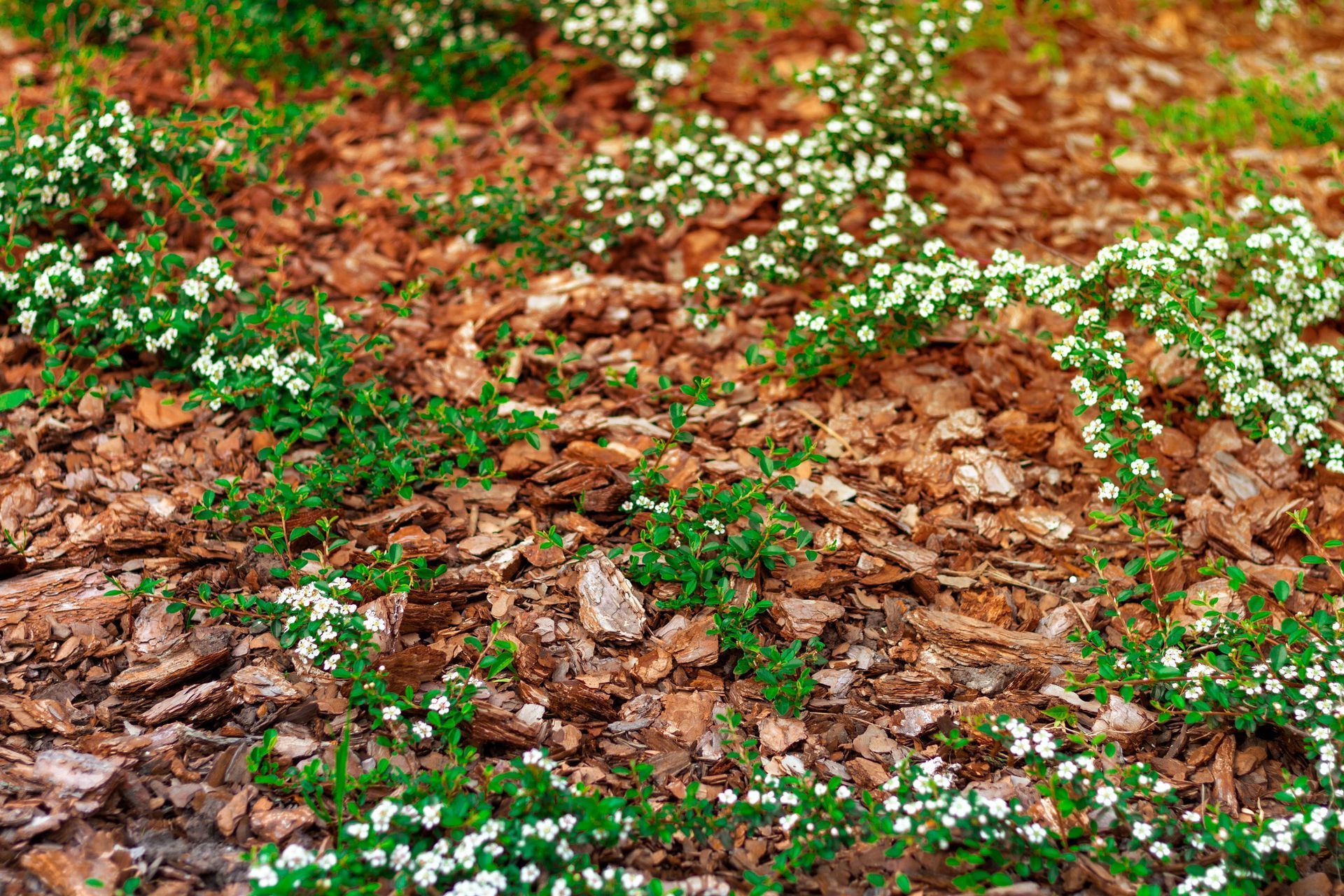 Ground cover of small white flowers and green foliage amidst brown wood chips.
