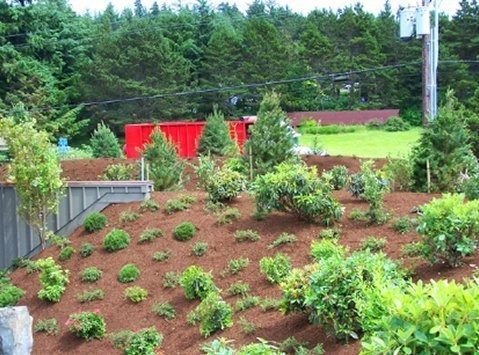 Sloped yard with mulch and shrubs, red container in background, trees in the distance.