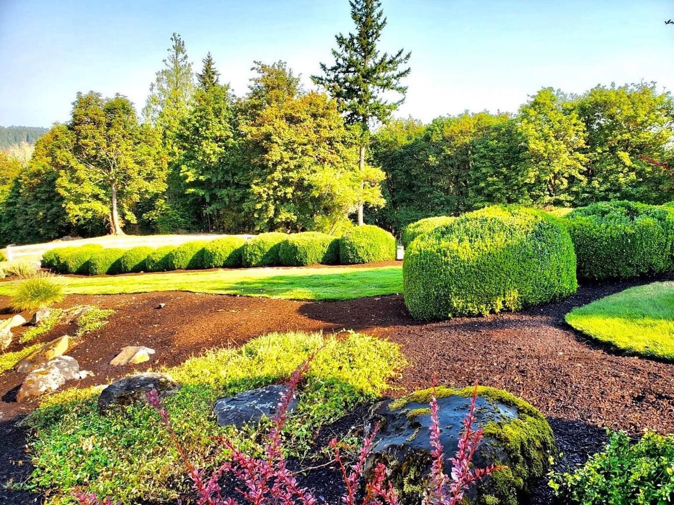 A well-maintained garden with green bushes, trees, and dark mulch under a bright sky.