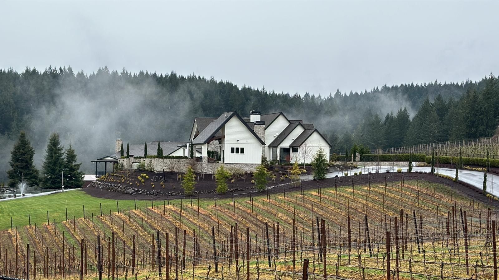 Vineyard with a white house on a hill, misty forest in background. Rows of bare vines in foreground.