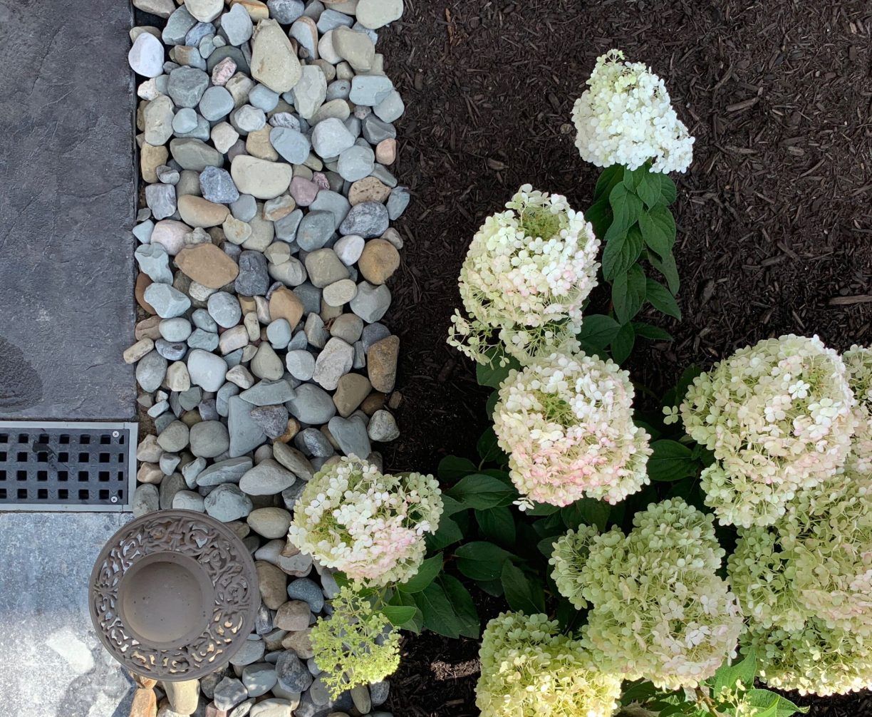 White hydrangea blooms border gray stones and a dark pathway.