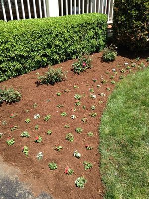 Flower bed with small plants and mulch, bordered by green hedge and grass.