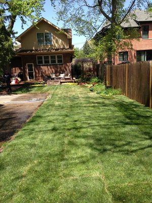Green lawn with houses, trees, and a wooden fence on a sunny day.