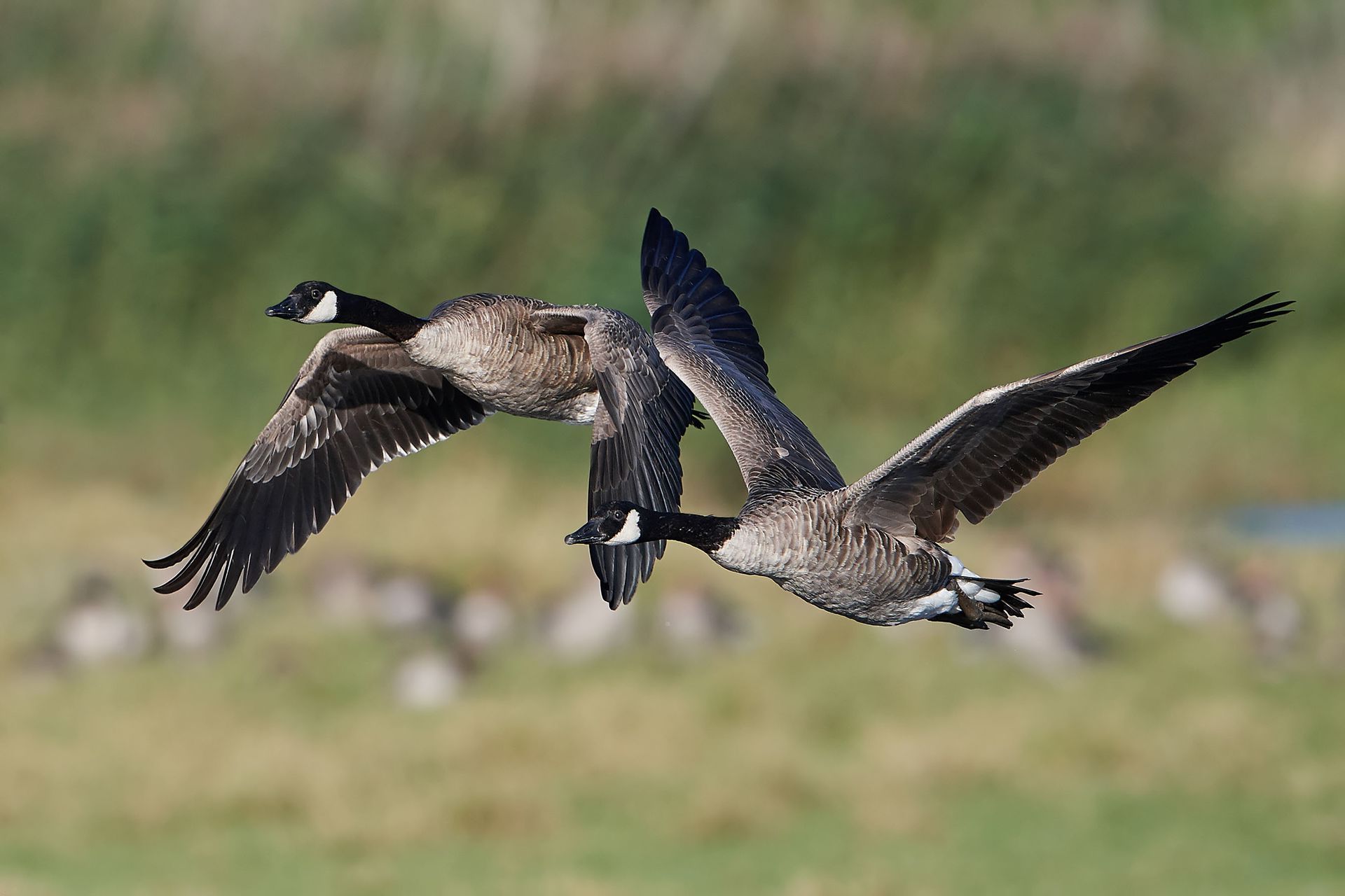 Two geese are flying over a grassy field.