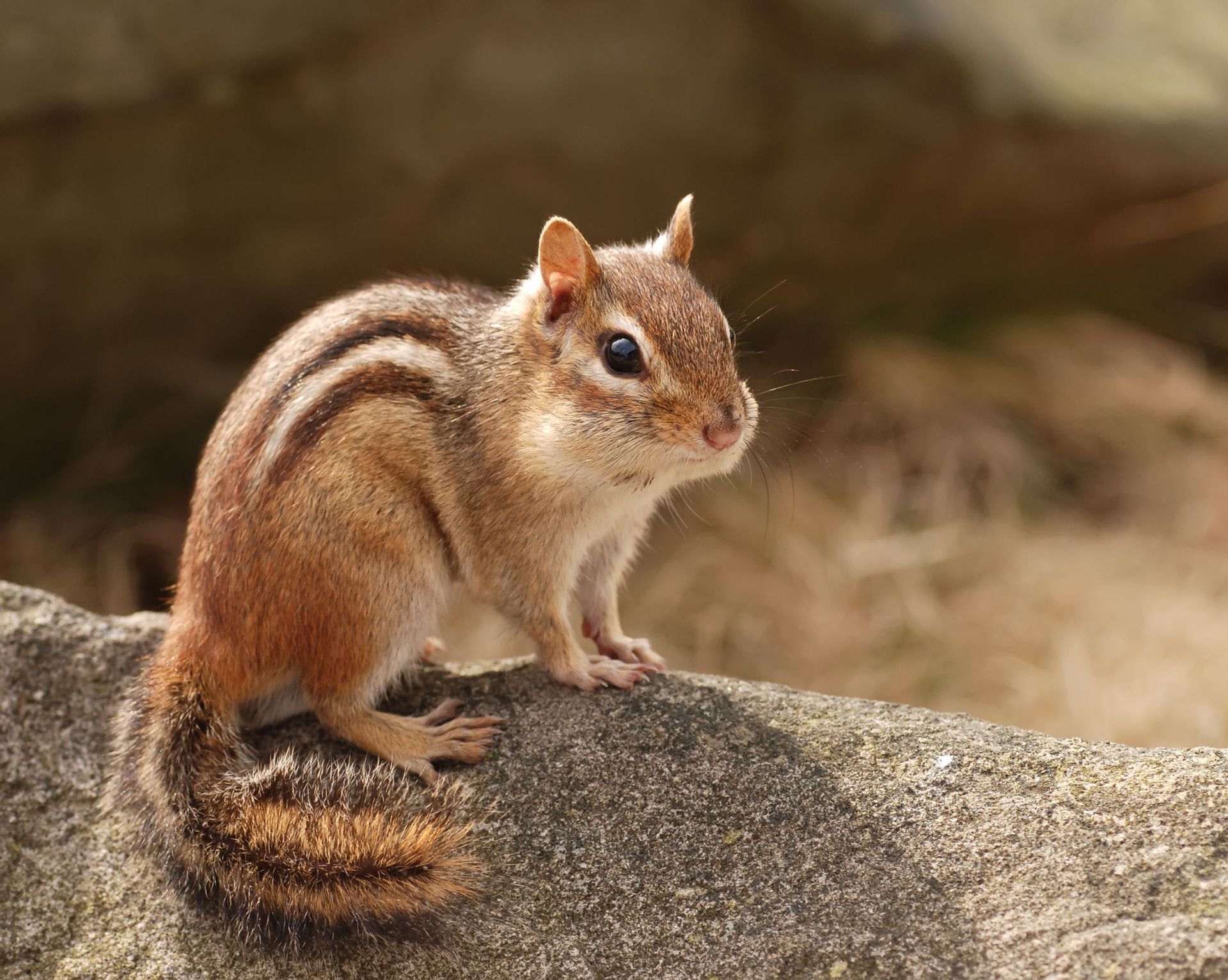 A chipmunk is sitting on top of a rock.