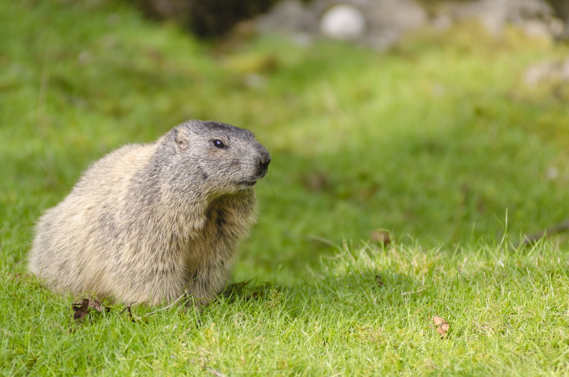 A groundhog is sitting in the grass looking at the camera.