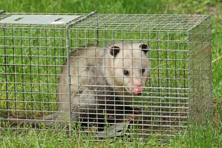 An opossum is sitting in a wire cage in the grass.