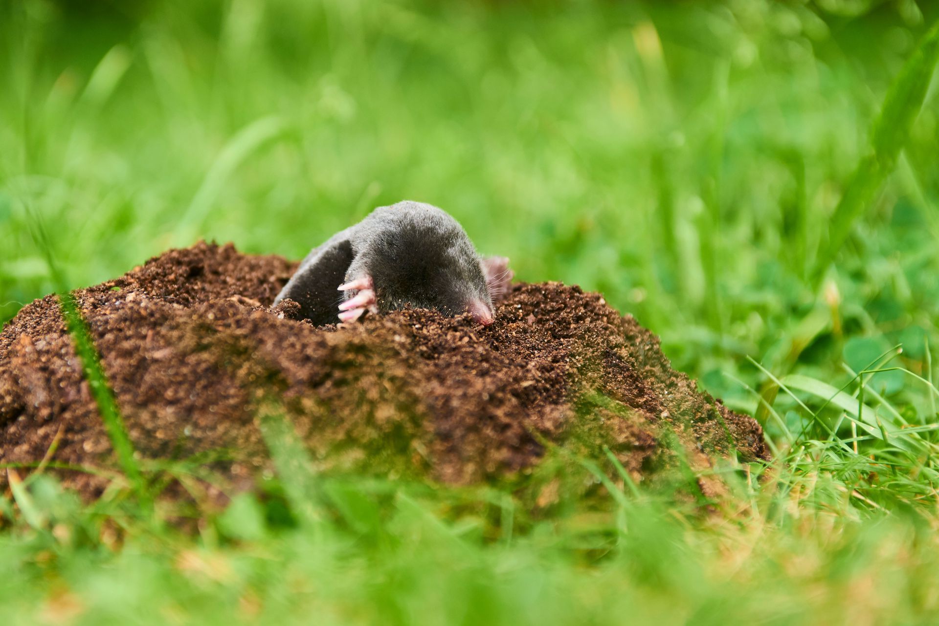 A mole is coming out of a hole in the grass.