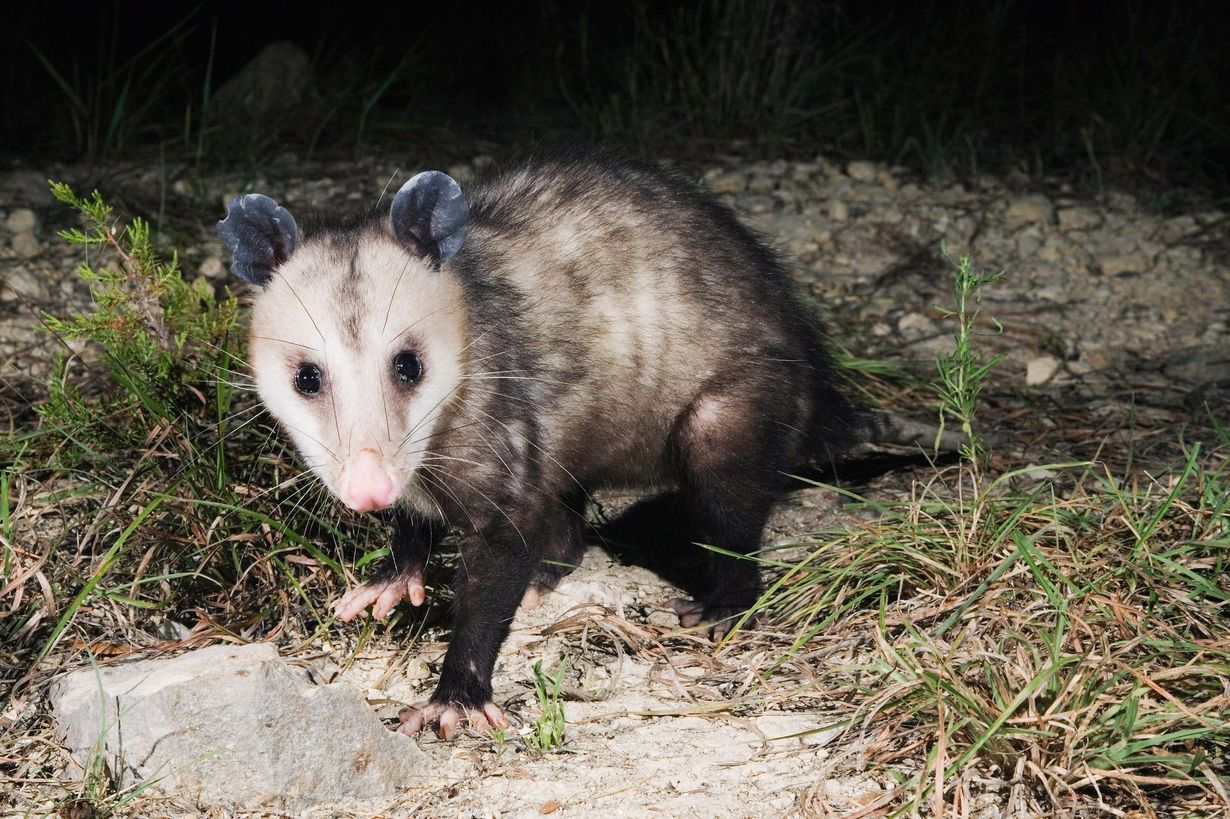 A small opossum is standing in the grass at night.