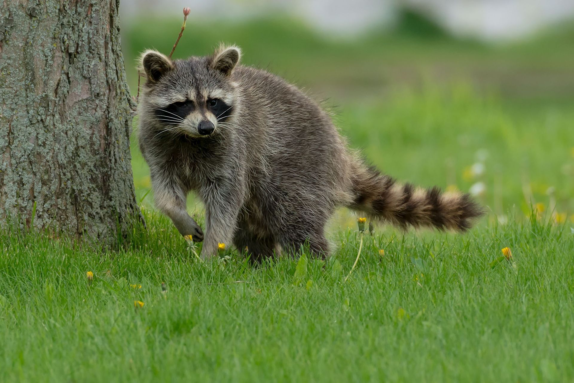 A raccoon is standing next to a tree in the grass.