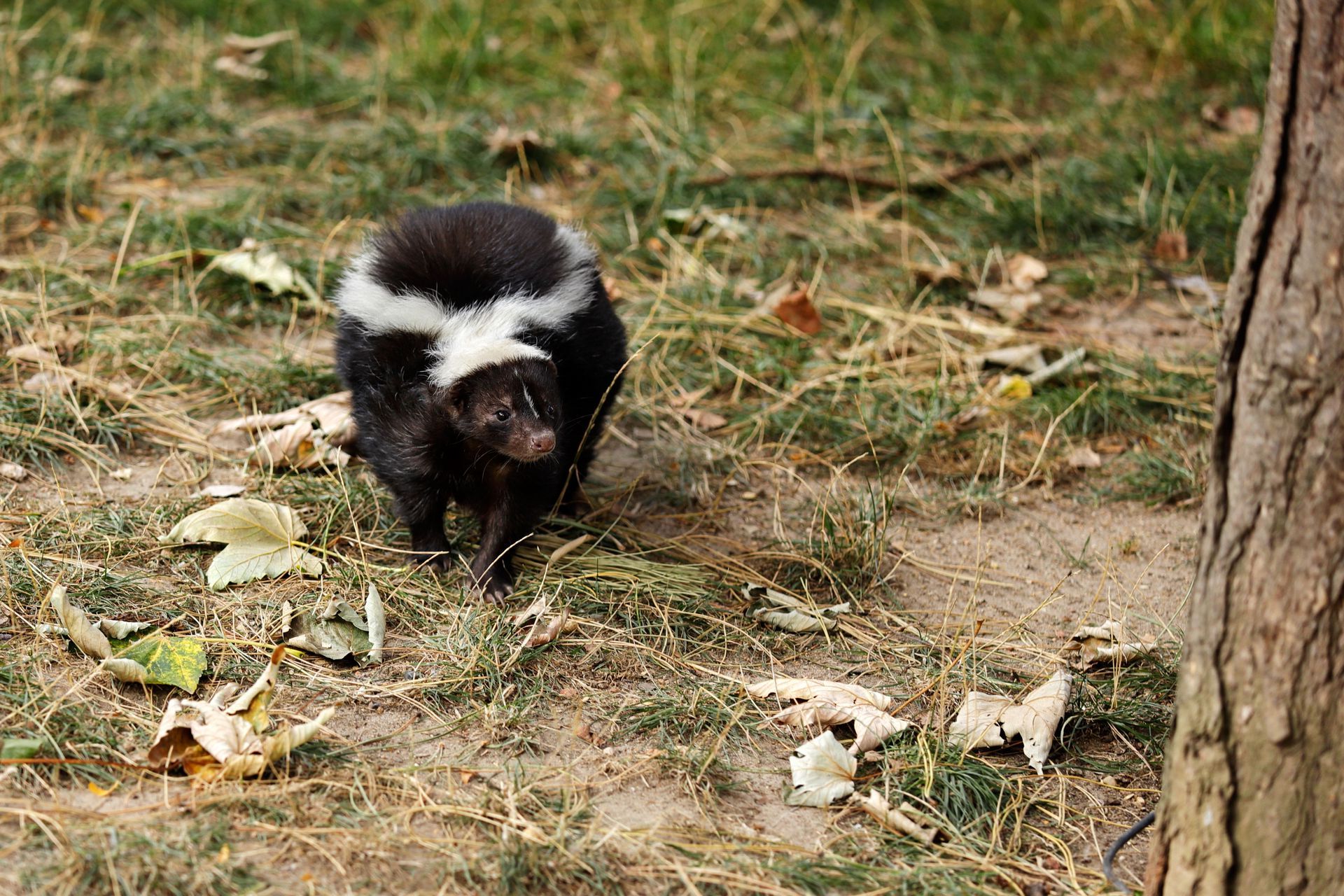 A small black and white skunk is standing next to a tree in the grass.