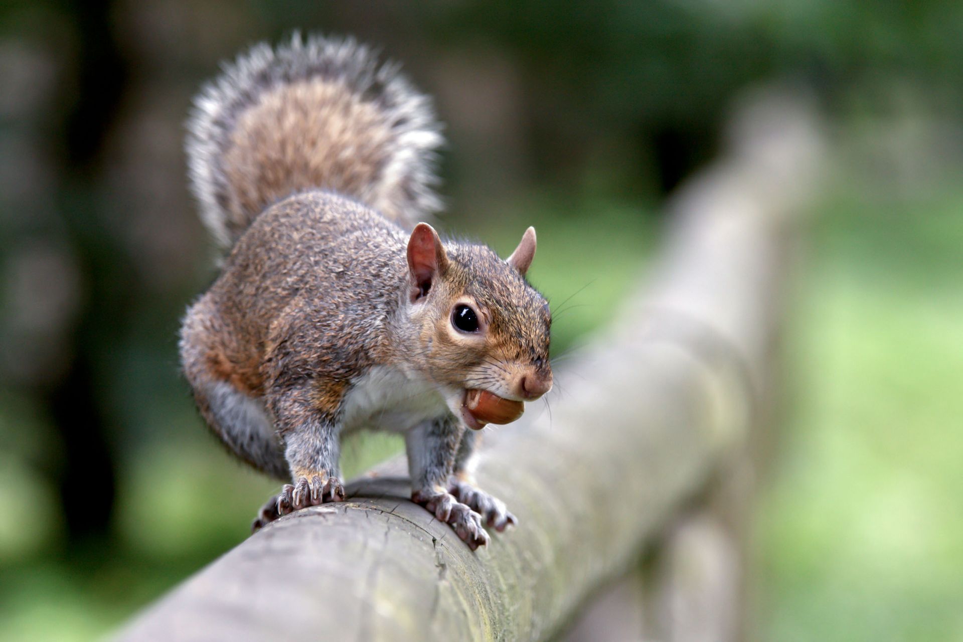 A squirrel is standing on a wooden railing with a nut in its mouth.