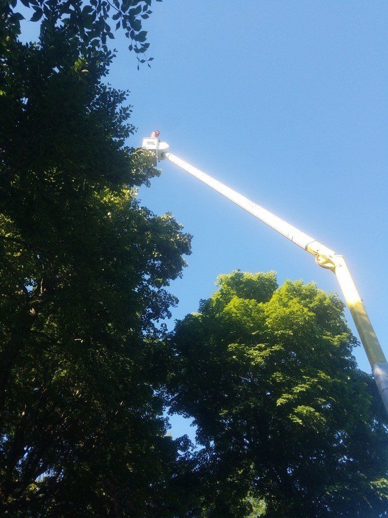 Tree trimming by Affordable Plus Tree Service LLC