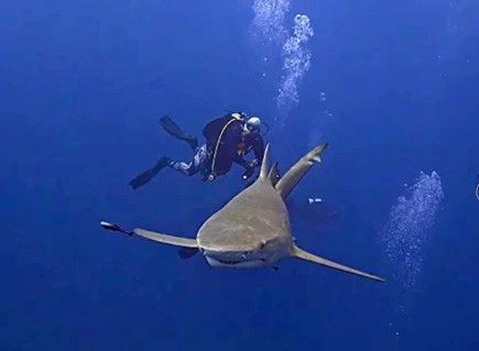 A scuba diver is swimming next to a shark in the ocean.
