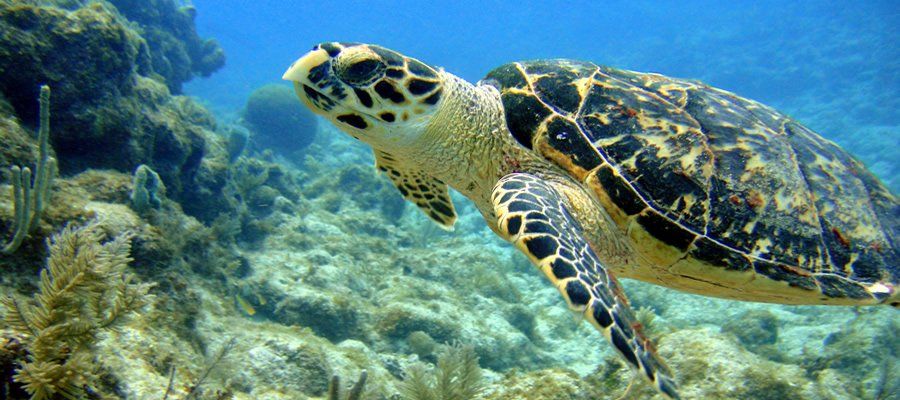 Beautiful sea animal