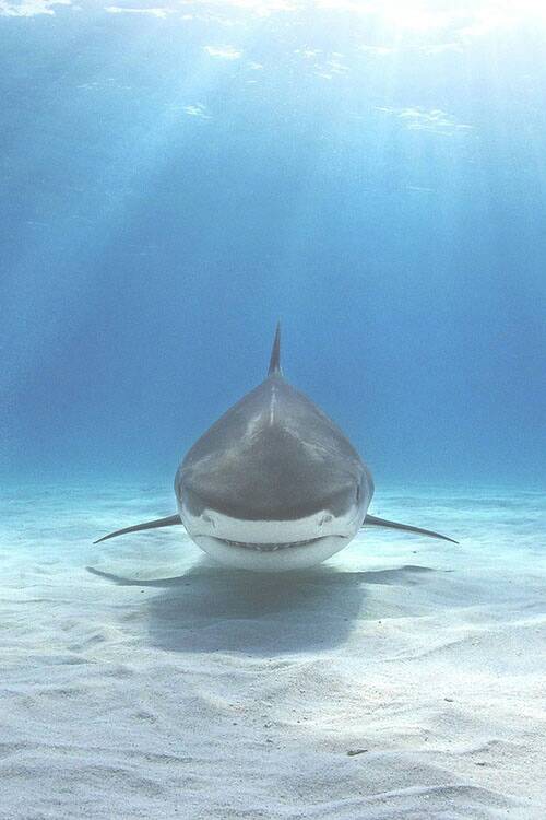Shark approaching