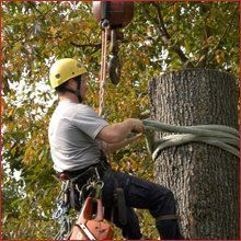 Licensed Arborist cabling the tree