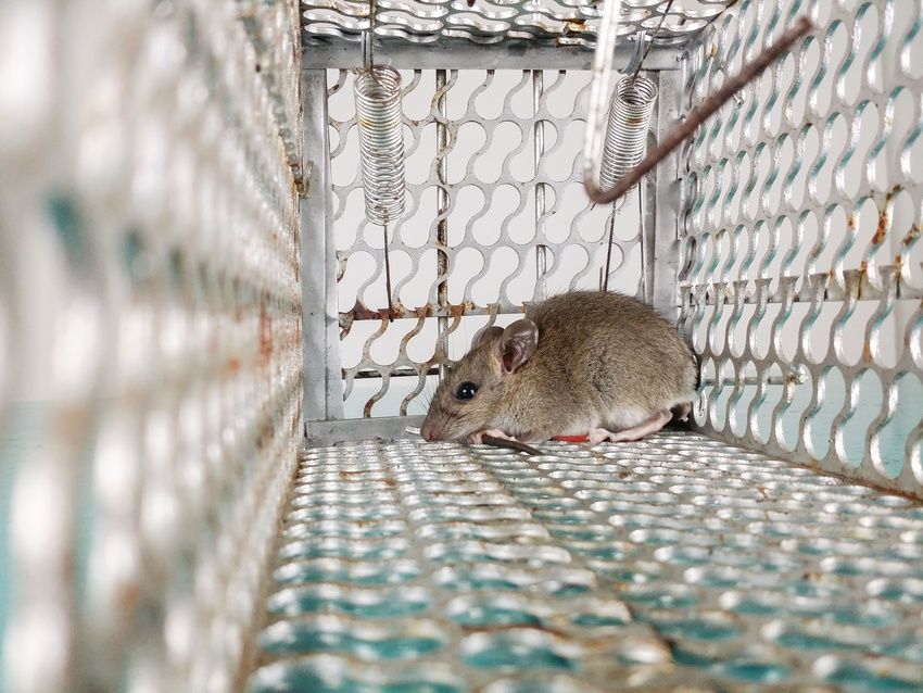 A mouse is sitting in a metal cage.