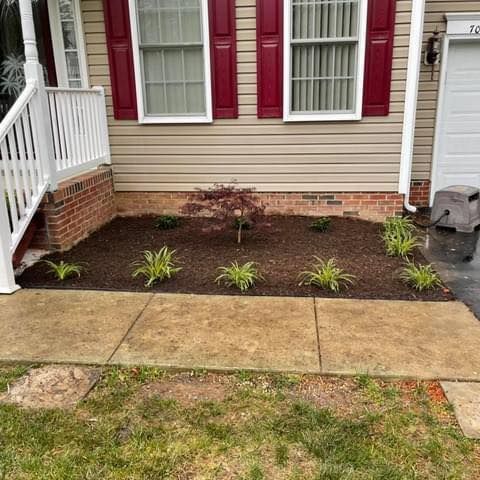 A lawn with plants and mulch in front of a house with red shutters.