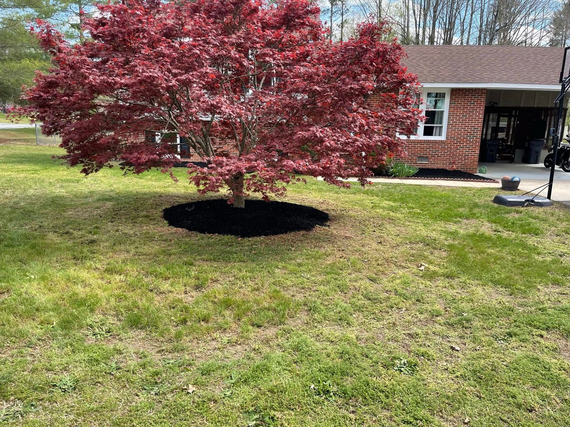 A tree with red leaves is in the middle of a lush green yard in front of a house.