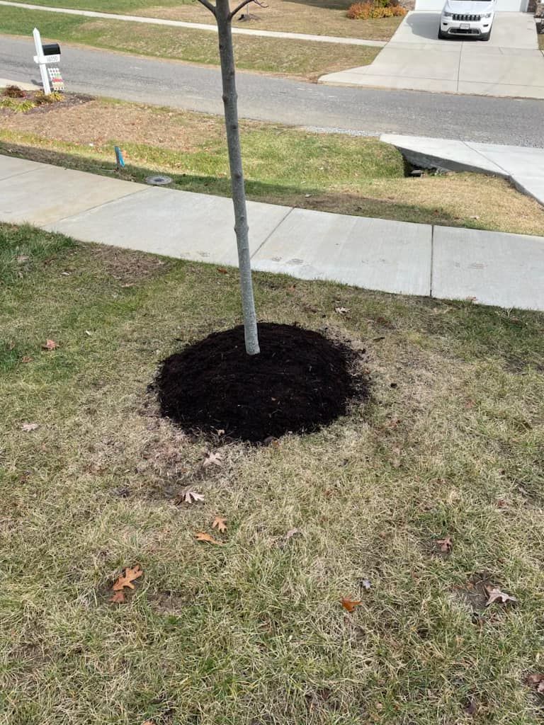 A tree is sitting in the middle of a lush green field next to a sidewalk.