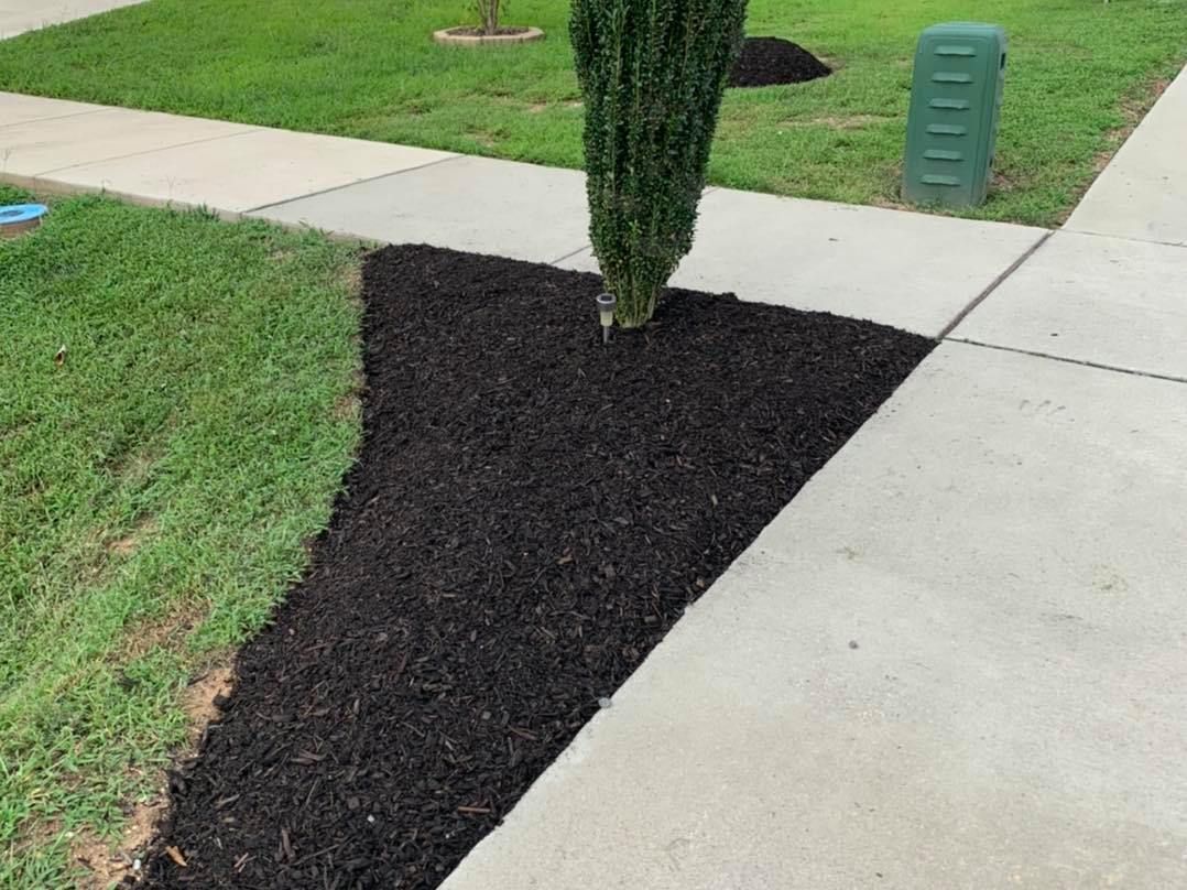 A tree is sitting on top of a pile of black mulch next to a sidewalk.