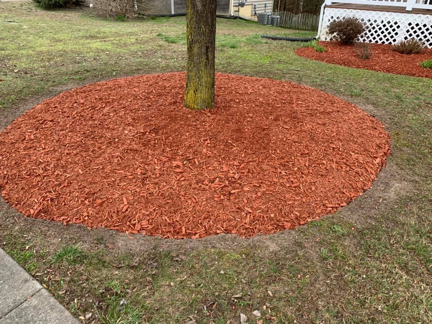 A tree is surrounded by red mulch in a circle in a yard.