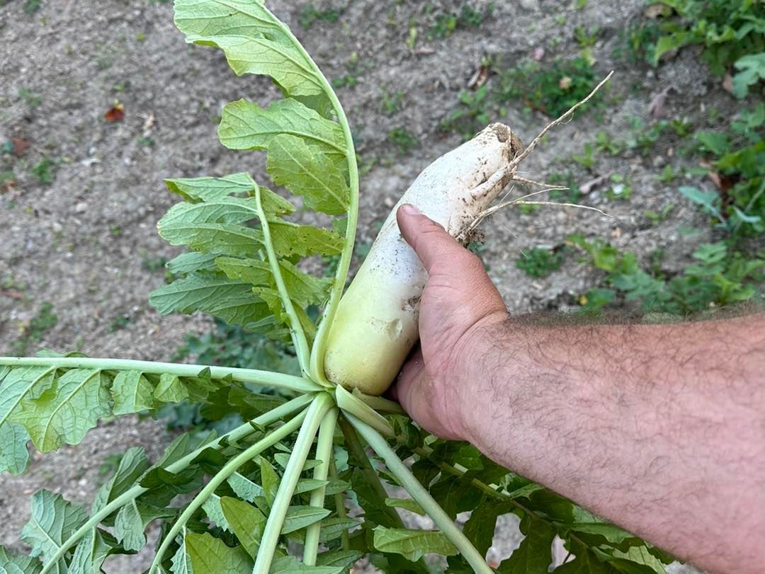 A person is holding a radish in their hand.
